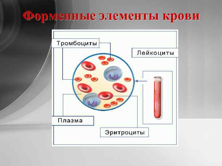 Форменные элементы крови 
