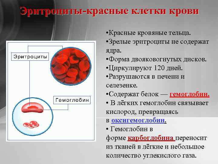Эритроциты-красные клетки крови • Красные кровяные тельца. • Зрелые эритроциты не содержат ядра. •