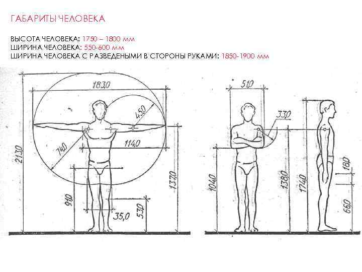 Размеры человека. Габариты человека. Размер человека в плане. Средние Размеры человека. Человек высота габариты.