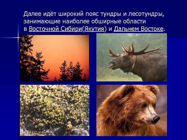Далее идёт широкий пояс тундры и лесотундры, занимающие наиболее обширные области в Восточной Сибири(Якутия)