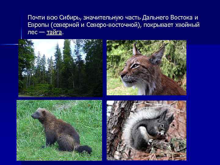 Почти всю Сибирь, значительную часть Дальнего Востока и Европы (северной и Северо-восточной), покрывает хвойный