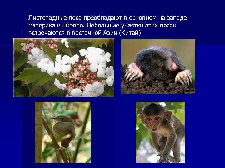 Листопадные леса преобладают в основном на западе материка в Европе. Небольшие участки этих лесов