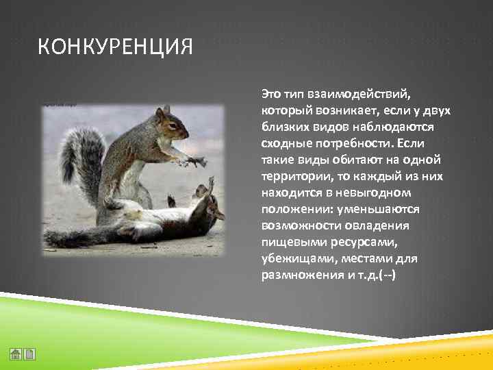 КОНКУРЕНЦИЯ Это тип взаимодействий, который возникает, если у двух близких видов наблюдаются сходные потребности.