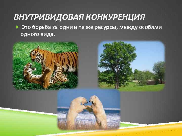 ВНУТРИВИДОВАЯ КОНКУРЕНЦИЯ Это борьба за одни и те же ресурсы, между особями одного вида.