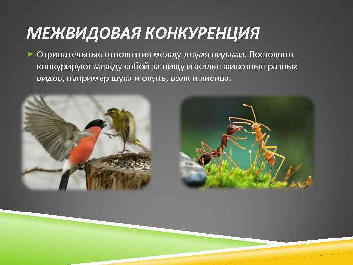 МЕЖВИДОВАЯ КОНКУРЕНЦИЯ Отрицательные отношения между двумя видами. Постоянно конкурируют между собой за пищу и