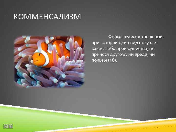 КОММЕНСАЛИЗМ Форма взаимоотношений, при которой один вид получает какое-либо преимущество, не принося другому ни