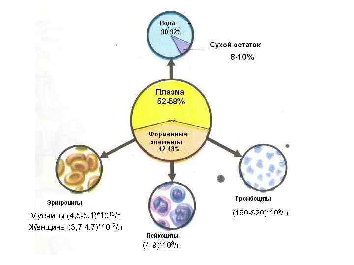 (180 -320)*109/л Мужчины (4, 5 -5, 1)*1012/л Женщины (3, 7 -4, 7)*1012/л (4 -9)*109/л