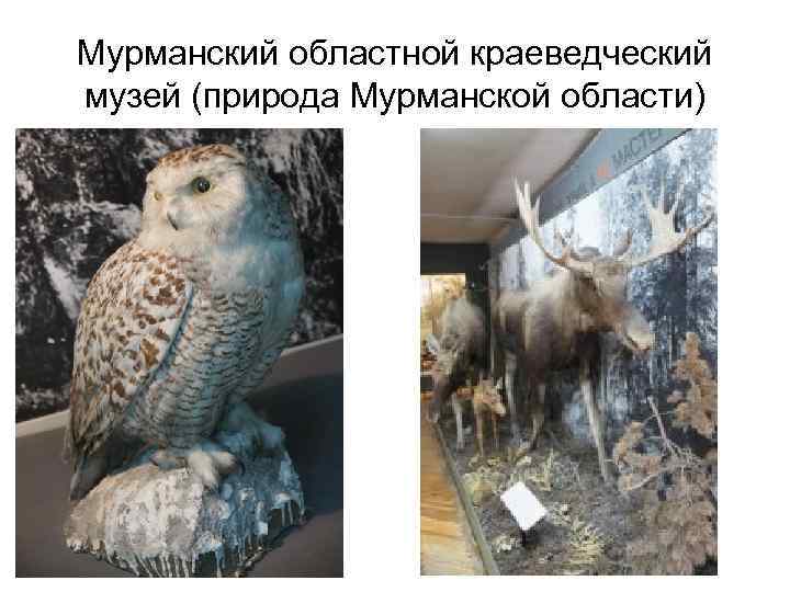 Мурманский областной краеведческий музей (природа Мурманской области) 