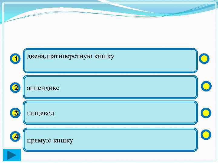 1 двенадцатиперстную кишку 2 аппендикс 3 пищевод 4 прямую кишку 