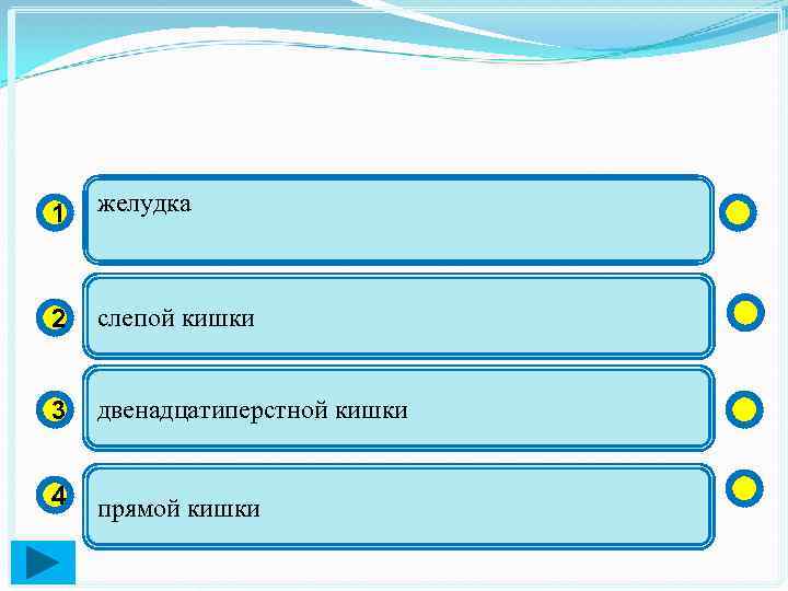 1 желудка 2 слепой кишки 3 двенадцатиперстной кишки 4 прямой кишки 