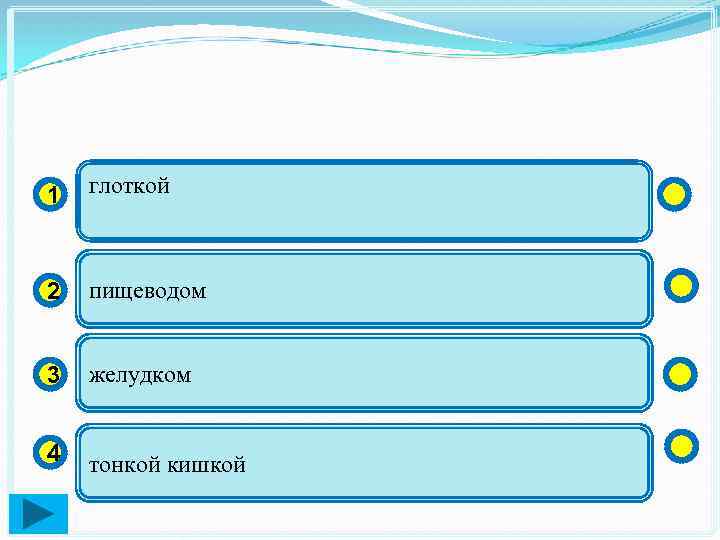1 глоткой 2 пищеводом 3 желудком 4 тонкой кишкой 