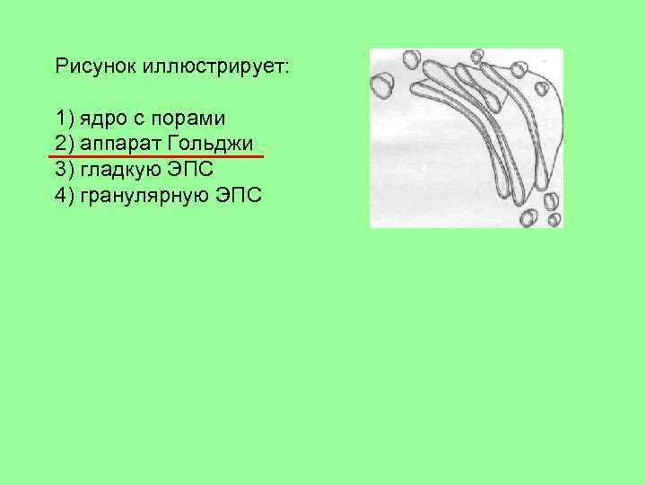 Рисунок иллюстрирует: 1) ядро с порами 2) аппарат Гольджи 3) гладкую ЭПС 4) гранулярную