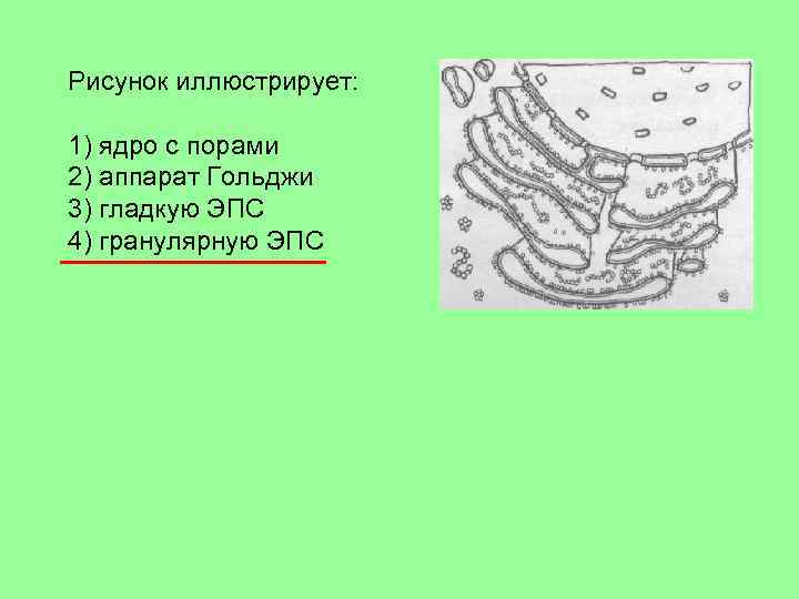 Наиболее развита гладкая эндоплазматическая сеть