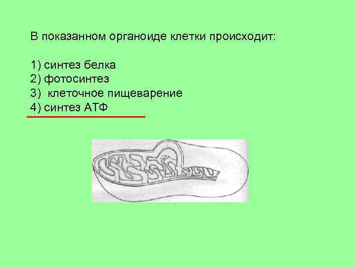 Изображенный на рисунке органоид обеспечивающий быстрое продвижение веществ в клетке представляет