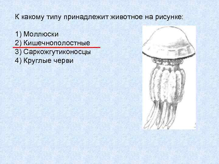 К какому типу принадлежит животное на рисунке: 1) Моллюски 2) Кишечнополостные 3) Саркожгутиконосцы 4)