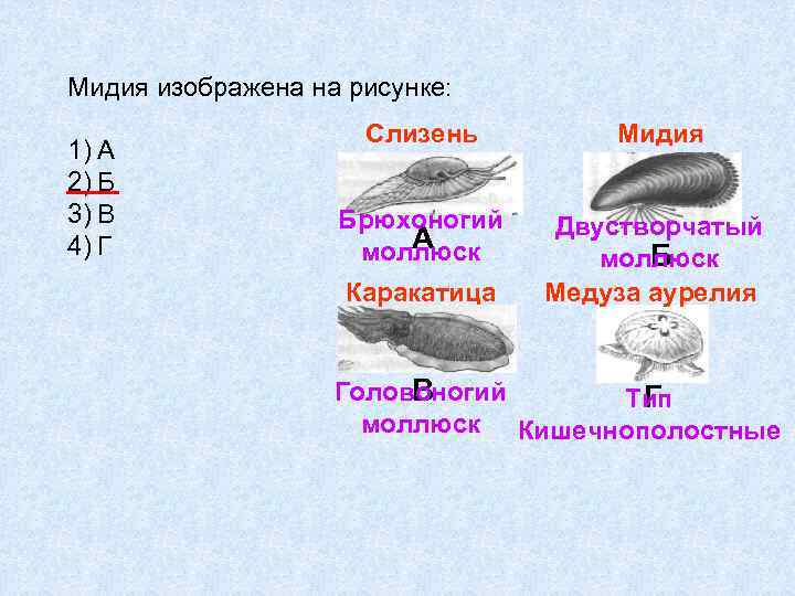 Мидия изображена на рисунке: 1) А 2) Б 3) В 4) Г Слизень Мидия