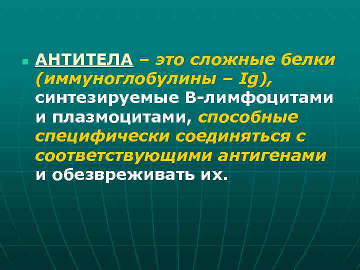 n АНТИТЕЛА – это сложные белки (иммуноглобулины – Ig), синтезируемые В-лимфоцитами и плазмоцитами, способные