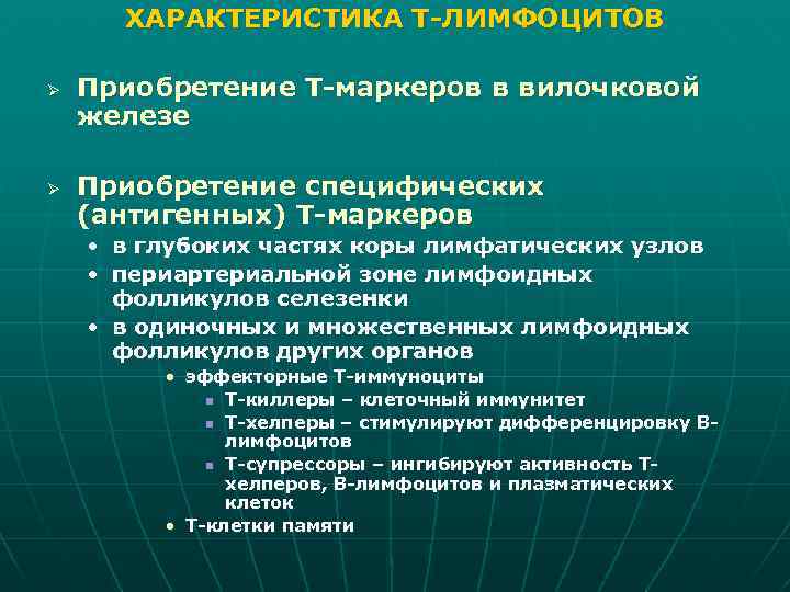 ХАРАКТЕРИСТИКА Т-ЛИМФОЦИТОВ Ø Ø Приобретение Т-маркеров в вилочковой железе Приобретение специфических (антигенных) Т-маркеров •