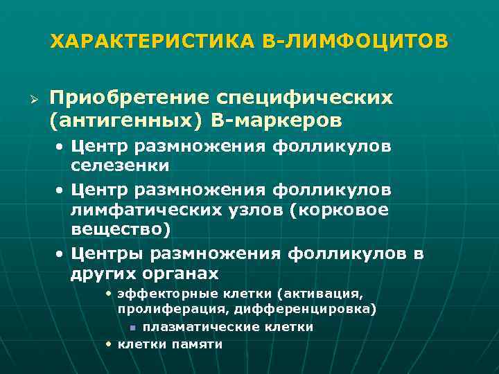 ХАРАКТЕРИСТИКА В-ЛИМФОЦИТОВ Ø Приобретение специфических (антигенных) В-маркеров • Центр размножения фолликулов селезенки • Центр