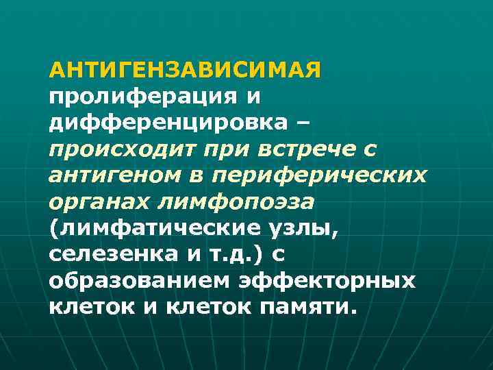 АНТИГЕНЗАВИСИМАЯ пролиферация и дифференцировка – происходит при встрече с антигеном в периферических органах лимфопоэза