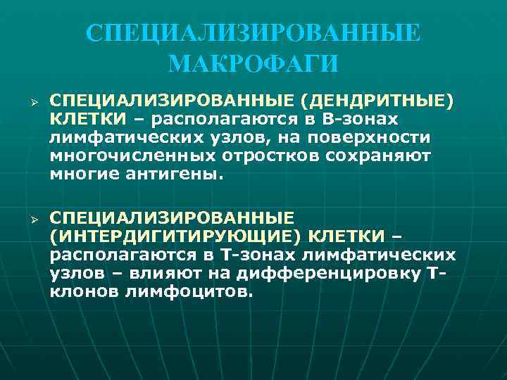 СПЕЦИАЛИЗИРОВАННЫЕ МАКРОФАГИ Ø Ø СПЕЦИАЛИЗИРОВАННЫЕ (ДЕНДРИТНЫЕ) КЛЕТКИ – располагаются в В-зонах лимфатических узлов, на