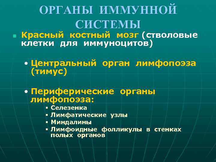 ОРГАНЫ ИММУННОЙ СИСТЕМЫ n Красный костный мозг (стволовые клетки для иммуноцитов) • Центральный орган