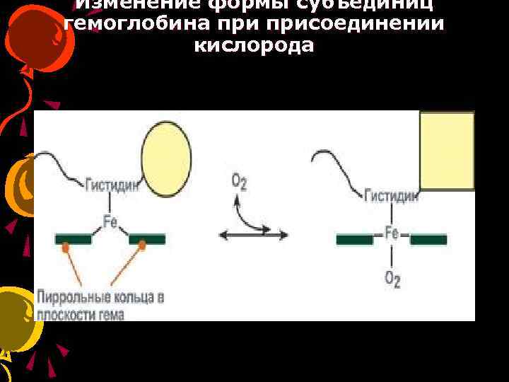 Изменение формы субъединиц гемоглобина присоединении кислорода 