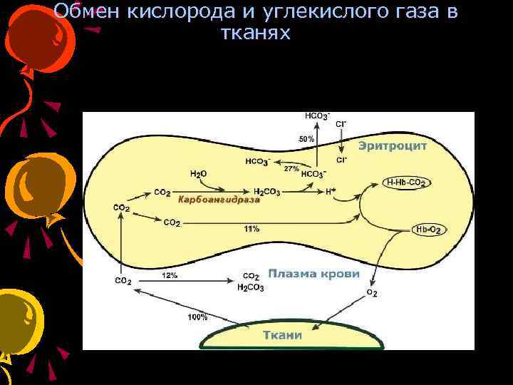 Обмен кислорода. Обмен углекислого газа в тканях. Обмен кислорода и углекислого газа. Обмен кислорода в тканях. Обмен кислорода и углекислого газа в крови.