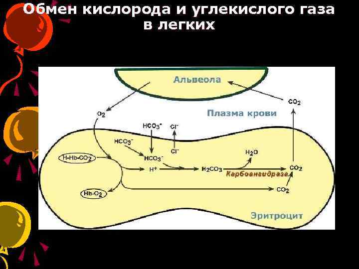 Обмен кислорода и углекислого газа в легких 