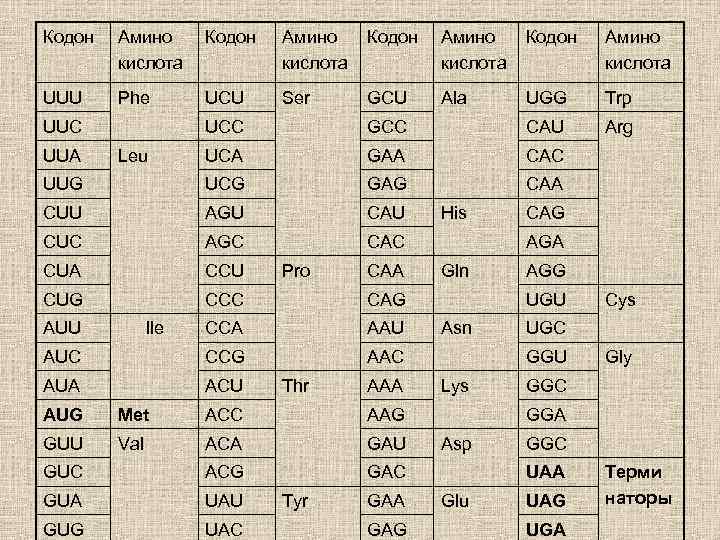 Кодон Амино Кодон кислота Амино кислота UUU Phe Ser Ala UGG Trp Arg UUC