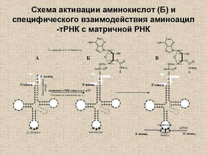 Активация аминокислот