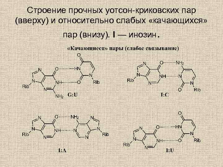 Строение прочных уотсон-криковских пар (вверху) и относительно слабых «качающихся» пар (внизу). I — инозин.