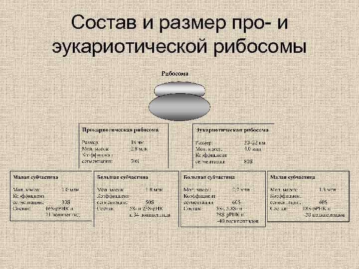 Состав и размер про- и эукариотической рибосомы 