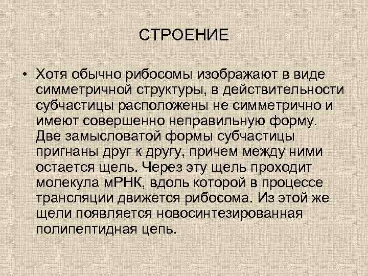 СТРОЕНИЕ • Хотя обычно рибосомы изображают в виде симметричной структуры, в действительности субчастицы расположены