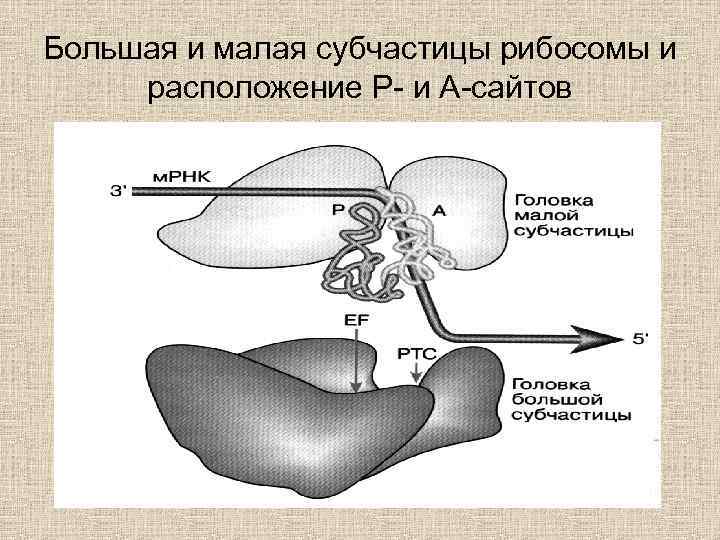 Большая и малая субчастицы рибосомы и расположение Р- и А-сайтов 