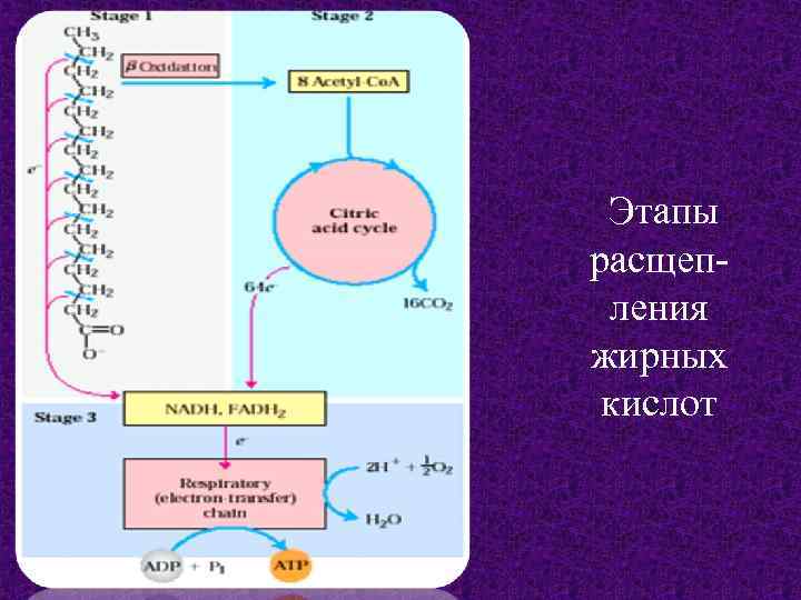 Этапы расщепления жирных кислот 