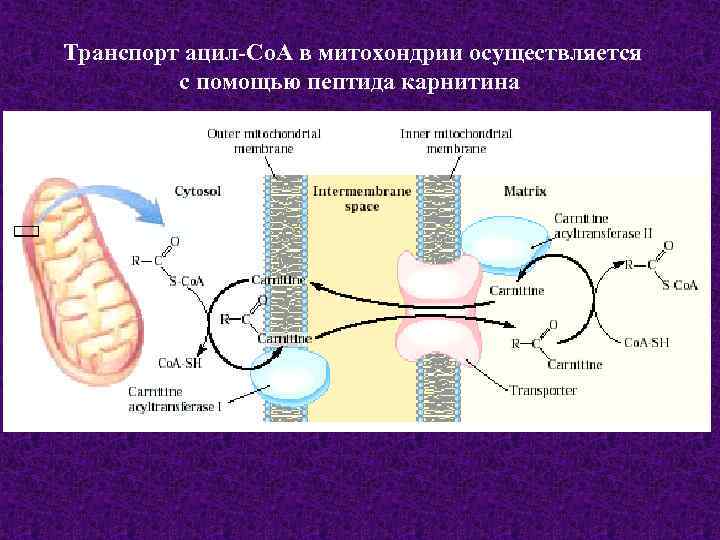  Транспорт ацил-Co. A в митохондрии осуществляется с помощью пептида карнитина 