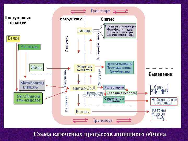Схема ключевых процессов липидного обмена 