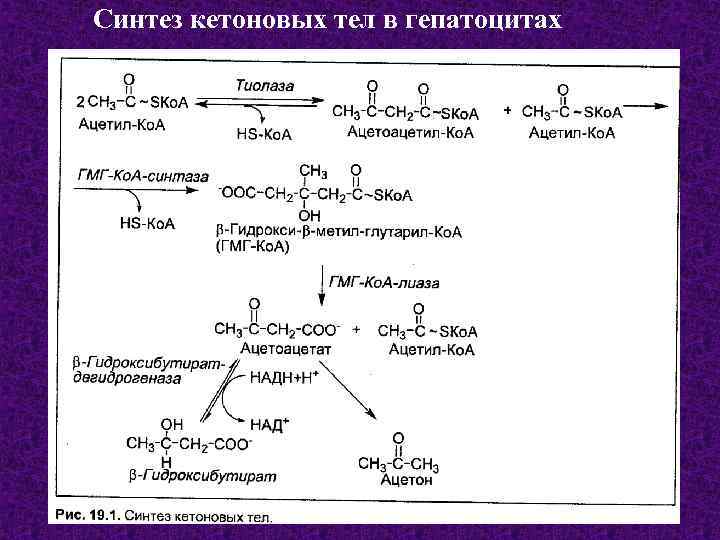  Синтез кетоновых тел в гепатоцитах 
