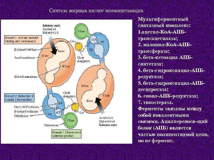 Синтаза жирных кислот млекопитающих Мультиферментный синтазный комплекс: 1. ацетил-Ко. А-АПБтрансацетилаза; 2. малонил-Ко. А-АПБтрансфераза; 3.