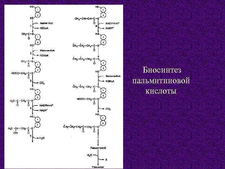 Биосинтез пальмитиновой кислоты 