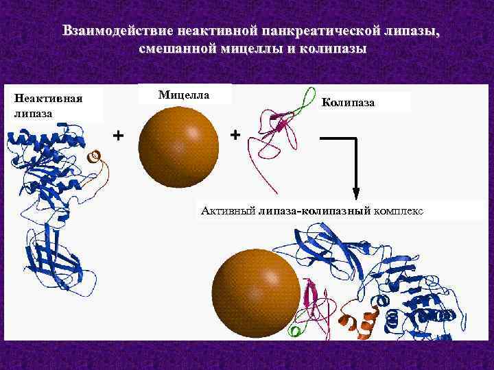 Взаимодействие неактивной панкреатической липазы, смешанной мицеллы и колипазы Неактивная липаза Мицелла Колипаза Активный липаза-колипазный