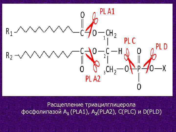 Расщепление триацилглицерола фосфолипазой А 1 (PLA 1), А 2(PLA 2), С(PLC) и D(PLD) 
