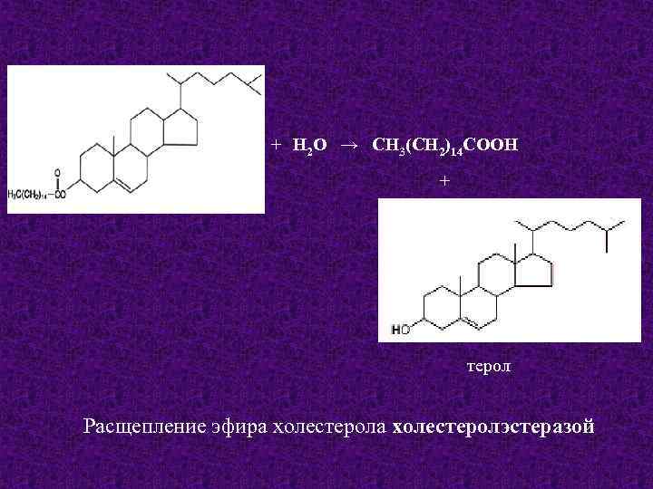 + Н 2 О → СН 3(СН 2)14 СООН + терол Расщепление эфира холестеролэстеразой