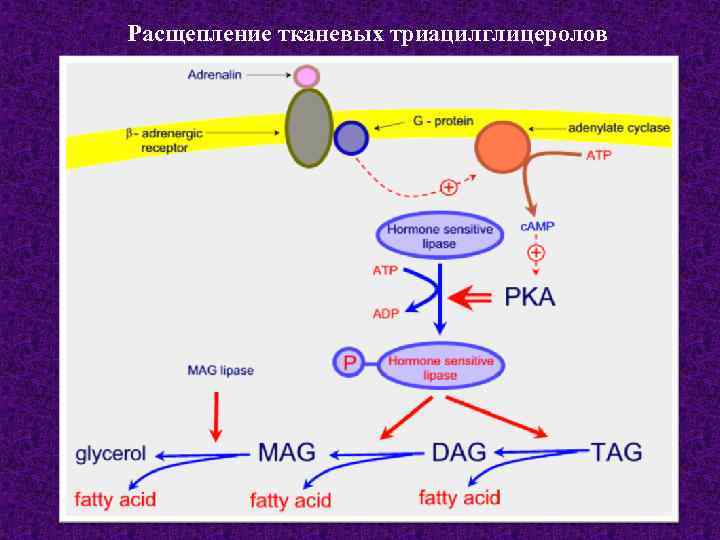  Расщепление тканевых триацилглицеролов 