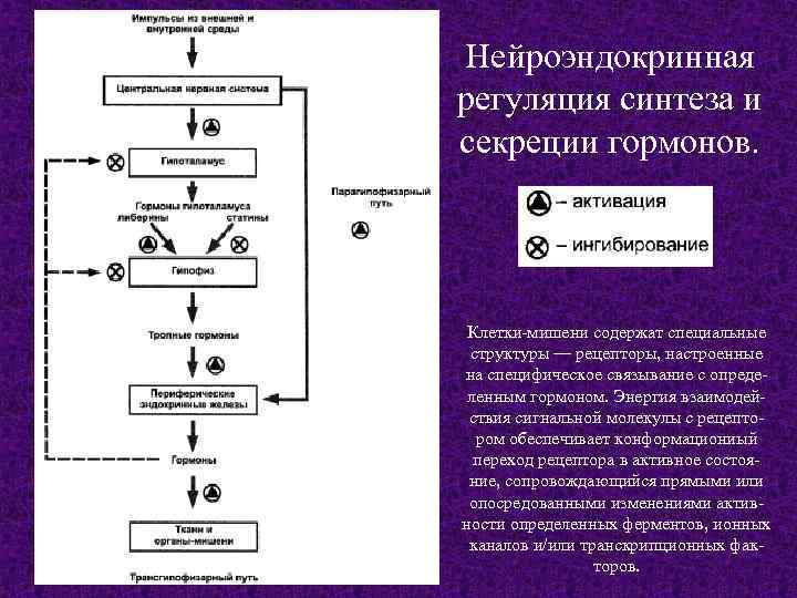 Секреция паратгормона