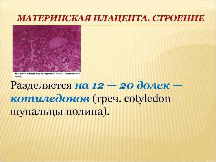 МАТЕРИНСКАЯ ПЛАЦЕНТА. СТРОЕНИЕ Разделяется на 12 — 20 долек — котиледонов (греч. cotyledon —