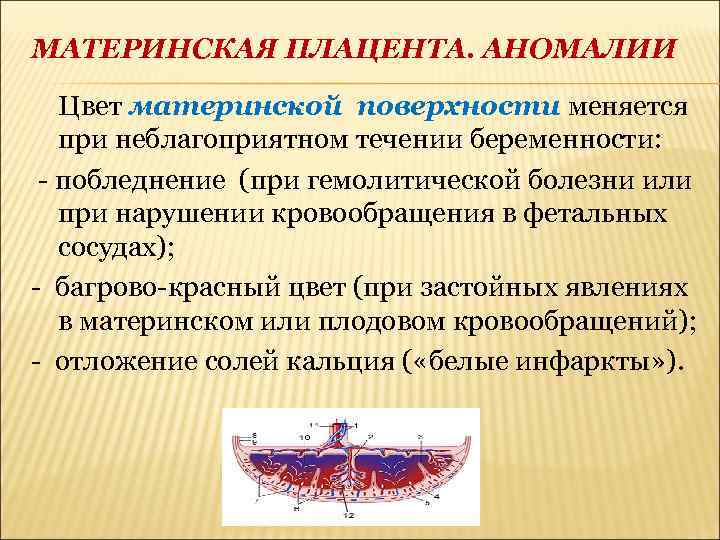 МАТЕРИНСКАЯ ПЛАЦЕНТА. АНОМАЛИИ Цвет материнской поверхности меняется при неблагоприятном течении беременности: - побледнение (при