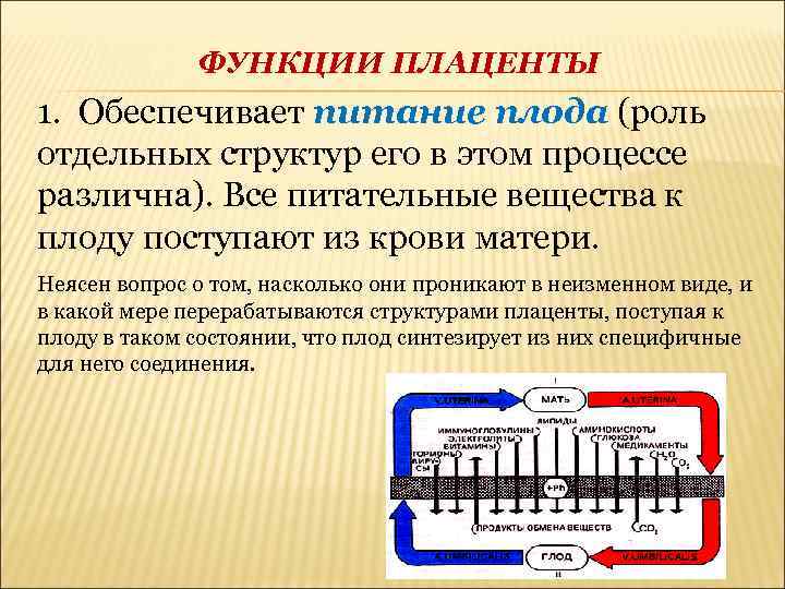 ФУНКЦИИ ПЛАЦЕНТЫ 1. Обеспечивает питание плода (роль отдельных структур его в этом процессе различна).