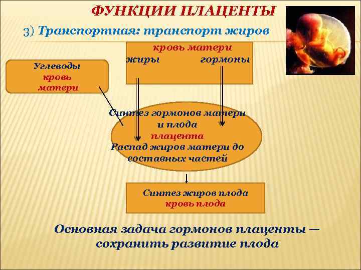 ФУНКЦИИ ПЛАЦЕНТЫ 3) Транспортная: транспорт жиров Углеводы кровь матери жиры гормоны Синтез гормонов матери